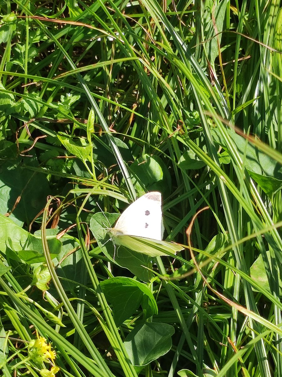 Como todos los martes, las chicas y chicos de autismo Sevilla cuidan nuestro jardín de las mariposas de Torreblanca.