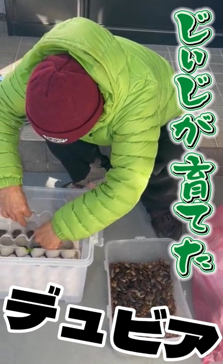 JijiChannel1028's tweet photo. 発表します📢👴🏻

🪳じぃじ繁殖育成デュビア販売🪳

うちのレオパ、フトアゴ、サバンナモニターの餌にと野菜・果物・フードなどで手塩に育てたデュビアです✊
爬虫類&amp;両生類の餌になります、宜しくお願いします🤲

https://t.co/RJC4CJJDSO https://t.co/IehagJpDqC