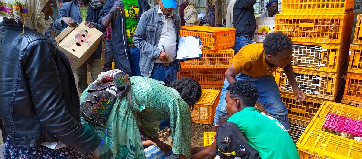 .@AFD_en & @EthiopianATA started the distribution of pullet in Northern Ethiopia, under our FARM project funded by 🇫🇷 and 🇪🇺 This week, over 34,000 pullets reached households in #Amhara and #Tigray. By the end of 2024, the goal is to distribute 400,000 pullets to 20K families