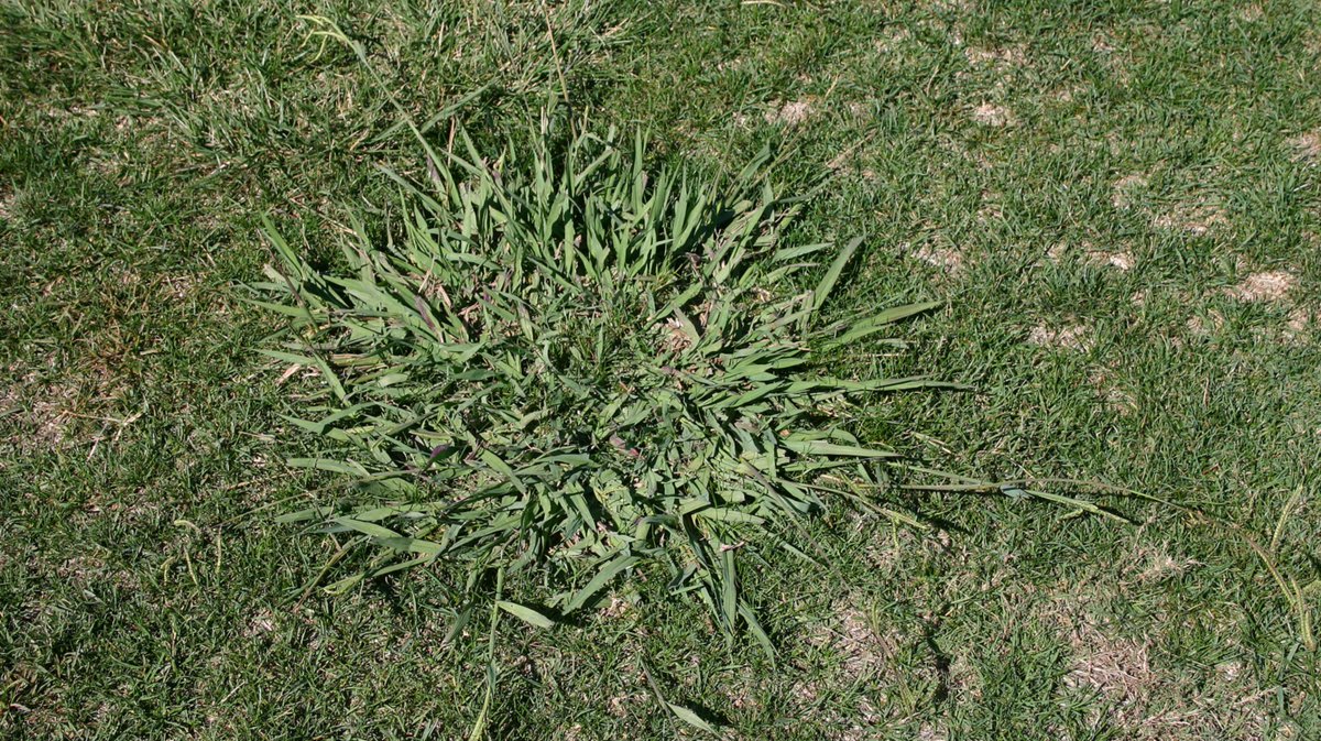 #DYK Syngenta offers three solutions for dallisgrass management? ➡️ Manuscript herbicide ➡️ Monument 75WG herbicide ➡️ Fusilade II herbicide Which option is your go-to for #Dallisgrass control? Let us know in the comments! #NationalLawnCareMonth bit.ly/3Jdq2M5