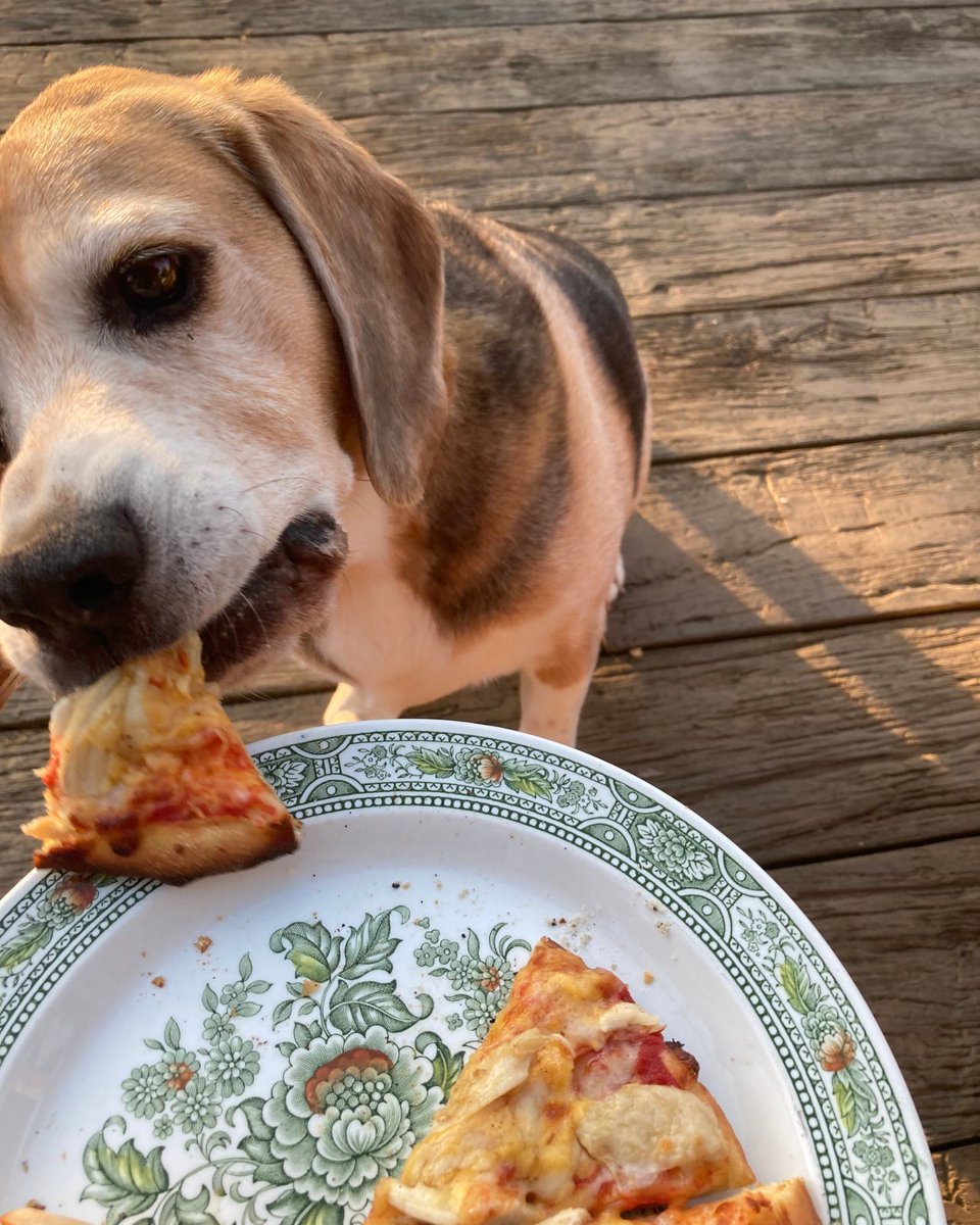 beaglefacts's tweet photo. The #beagle excels at seizing opportunities. #beaglefacts

📷 @charley_beagle / Twitter https://t.co/yOSrVdzjH2