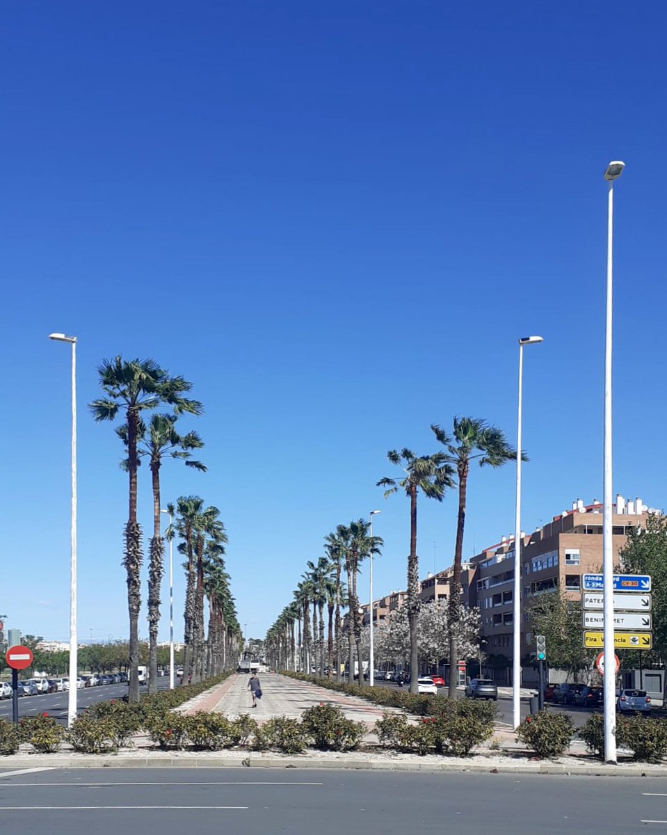 Comença la poda de palmeres Washingtonia a l'Av. Mestre Rodrigo (📍barri de Sant Pau). 🌴 Durant tres setmanes, un equip de #ValènciaVerda 🍃s'encarregarà de traure les fulles seques o danyades per a garantir el creixement saludable dels exemplars i evitar la caiguda de branques.