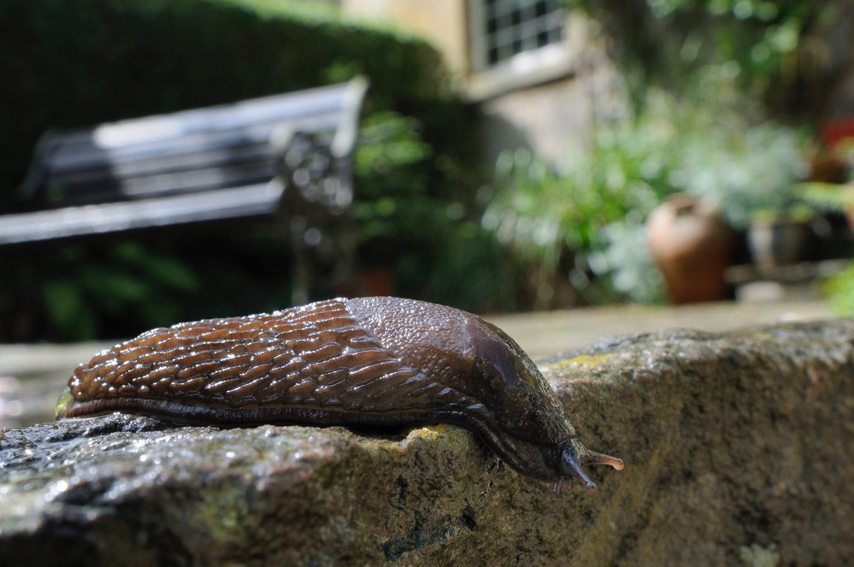 🏴󠁧󠁢󠁷󠁬󠁳󠁿Gwlithen, translated as ‘dewy thing’, is a romantic name for the humble damp weather-loving 🏴󠁧󠁢󠁥󠁮󠁧󠁿 Slug. Much-maligned, these molluscs are great for gardens, helping recycle nutrients back into the soil 💚 📷Nick Upton/2020VISION (Large Black Slug) #WildWelshWednesday #LoveWildlife