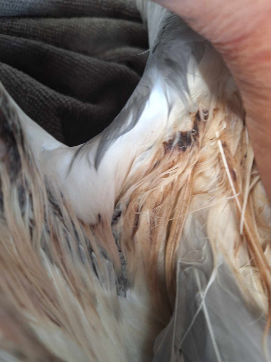 Gulls ~ A protected species ~ indeed! How? In what way? Jess rescued from the grounds of a Primary School in #Gronant #NorthWales 2 pellets under his right wing Another Police Report another waste of time. When will people realise this is serious #wildlife #AnimalCruelty #birds