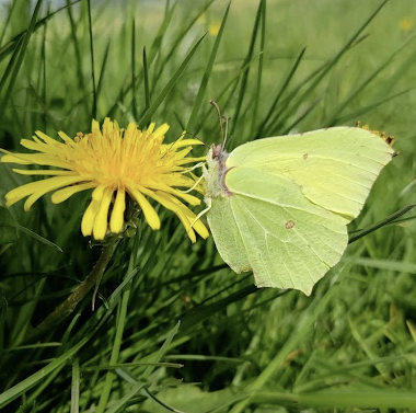 Just one more week to sign up to help with my citizen science project OPTIMOW! The work will add to 2yrs of data on pollinator conservation all from your back garden 🦋🐝 forms.gle/JEz66Z3LfYzSzF… If you stare at your grass you will be amazed the great pollinators you might #citsci