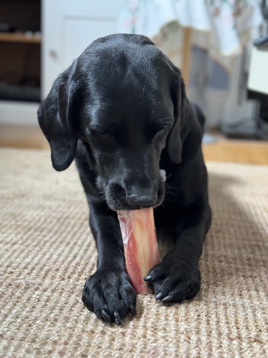 Lolablacklab tweet picture