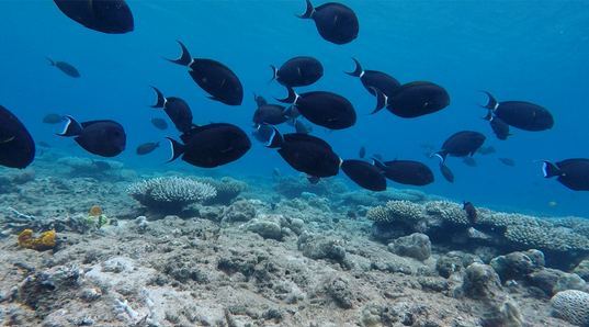 Interested in estimating mobile species abundance using cameras? 🐠🦈🐺 In this paper from my #PhD we propose a new framework relying on a network of cameras to better estimate species abundance! 🎥🎥 ➡️aslopubs.onlinelibrary.wiley.com/doi/full/10.10… 🖥️R package & tutorial cmlmagneville.github.io/SmaxN/index.ht… (1/7)