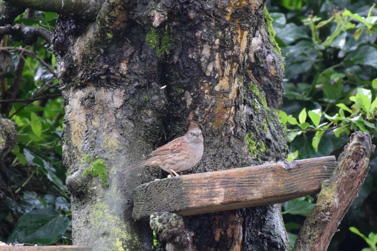 MyGarden_Uk's tweet photo. Afternoon Visitors. Dunnocks
The resident Dunnock has found a partner.π©·π©·
I might get to see some young chicks soon.π
@des_farrand @alisonbeach611
#Afternoon #Dunnocks #Nature #RainyDays #Magnolia #Flowers #Pair https://t.co/AMXvVaf64d