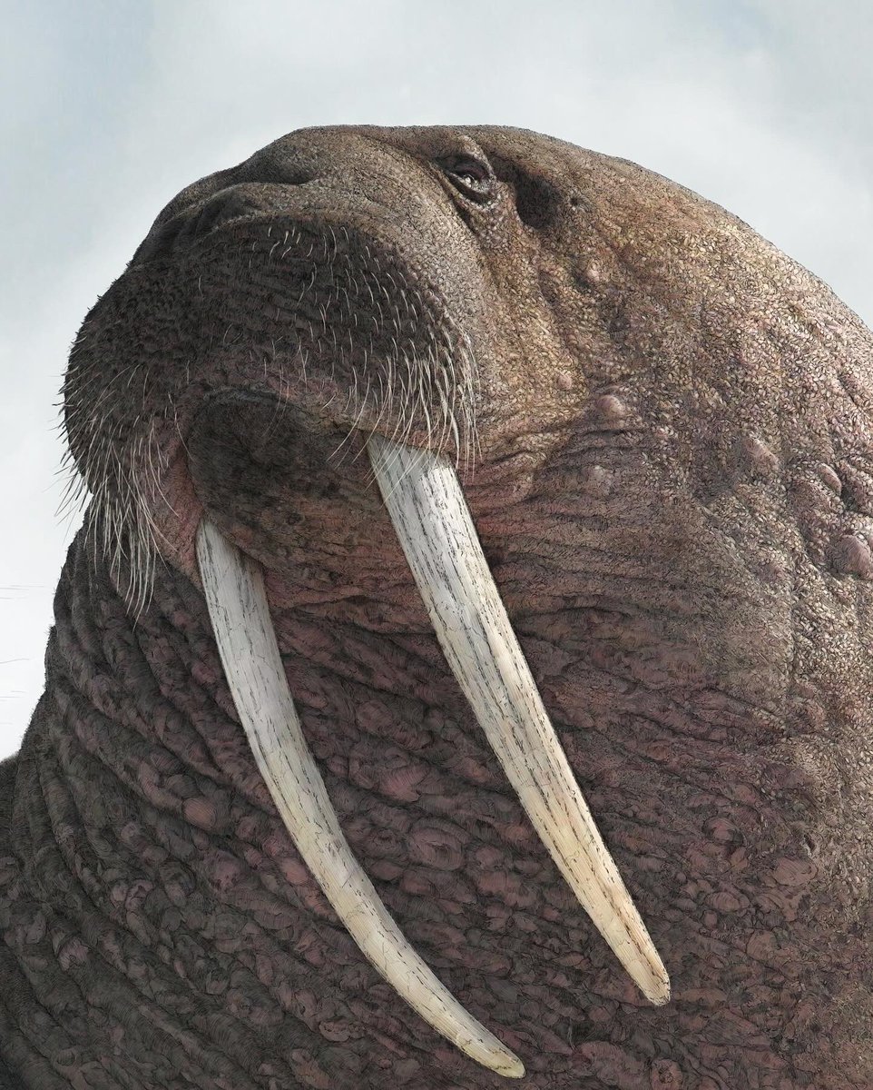 Ben Rothery Illustration tweet media