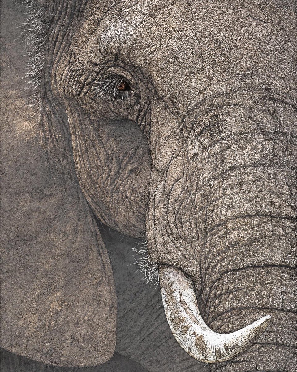 Ben Rothery Illustration tweet media