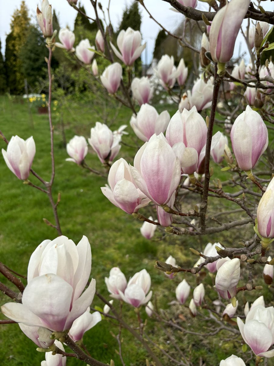 Przepiękne dzień dobry. #PrzepiękneDzieńDobry #wiosna #kwiecień #magnolia