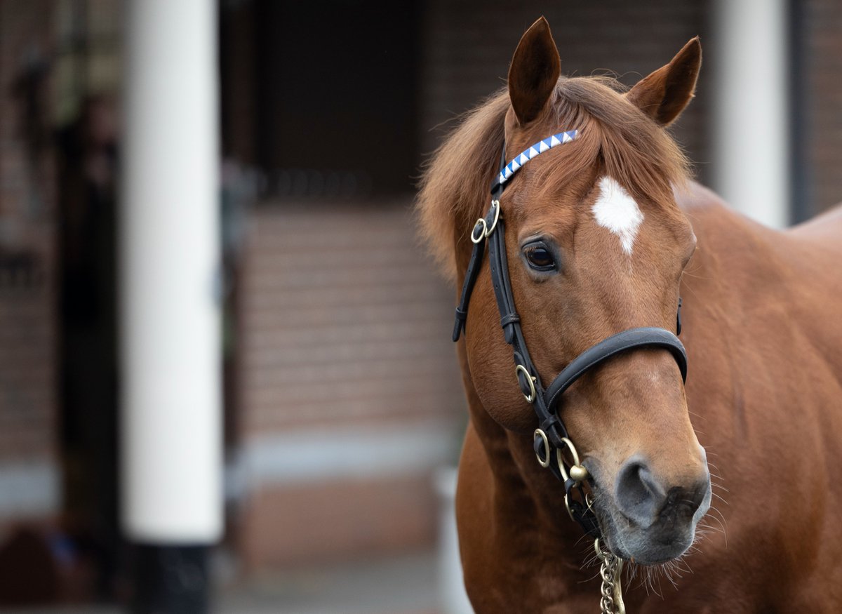 Romantic Style is a new Group winner for Night Of Thunder with success in the Prix Imprudence in Deauville. The Godolphin filly is out of the Group-winning Dream Ahead mare Sweety Dream and sold from Oghill House Stud to Stauffenberg Bloodstock for €240,000 at the Goffs…