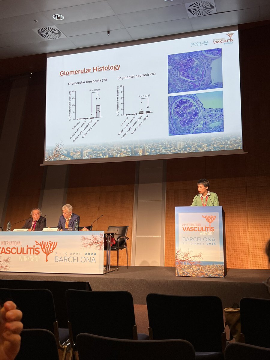 Powerhouse session in the cellular and molecular mechanisms session this afternoon. With Huan Dang from @KitchingLab @SCSMonash presenting his work in a humanised model of MPO-AAV #vasculitisBCN2024