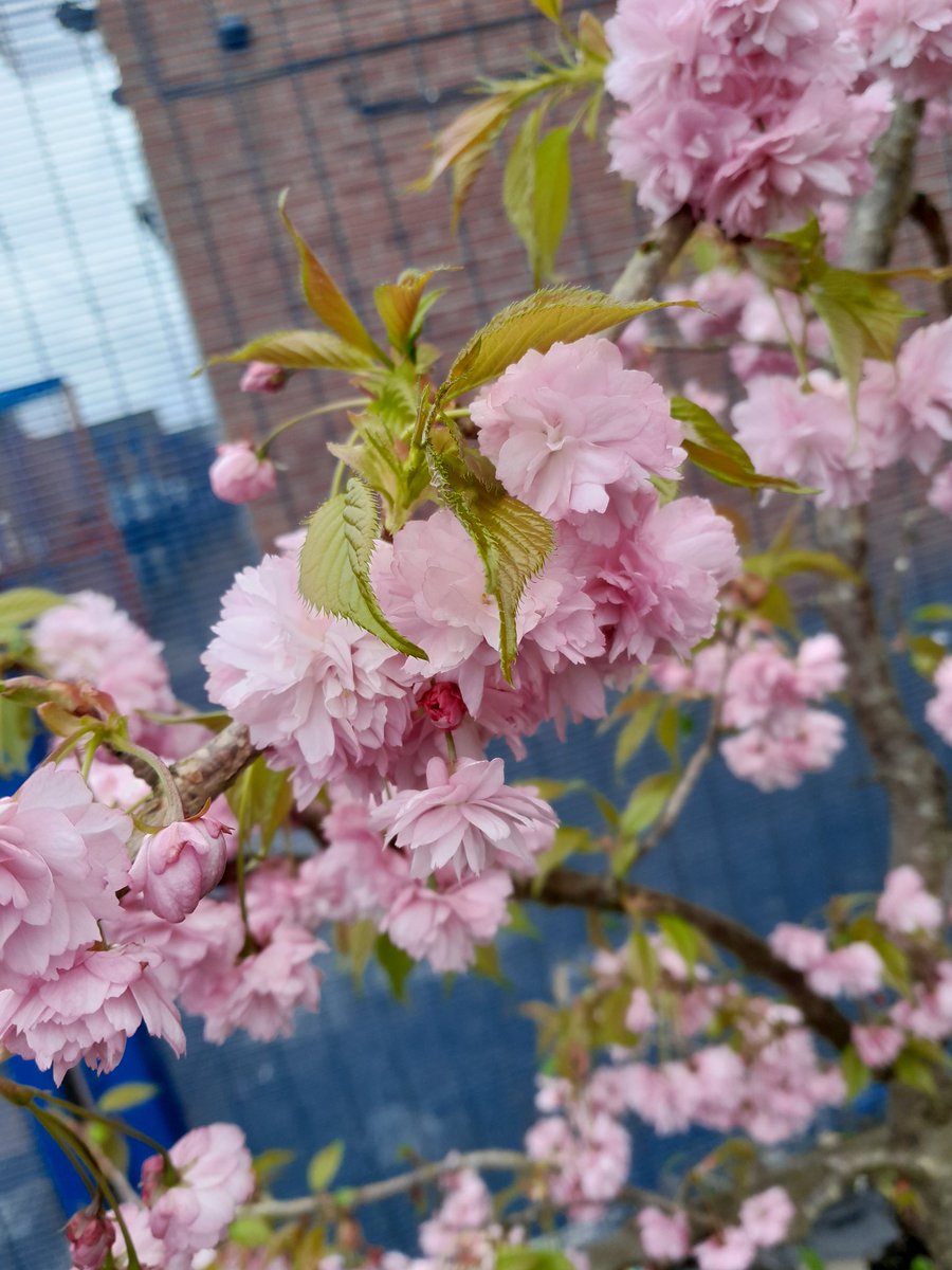 The cherry tree at Moss Street Youth Centre is in blossom and offers a spectacular sight to start off spring. Young people are working on encouraging more biodiversity into our garden this year as part of #ClimateChangeRochdale #InBloom