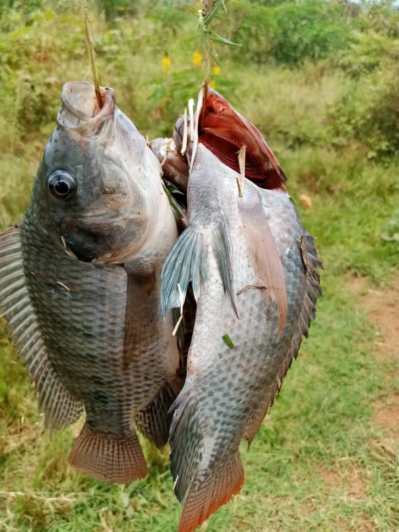 Misirira fish farming support sub project -kahirimbi misirira kyakabindi watershed @IsingiroDLG under support of Gulu University as the implementing partner.