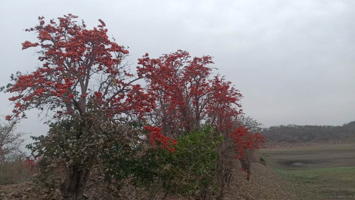 21_akashsingh's tweet photo. @dhruvika0299 Shyed Delhi ke naseeb me nahi palash https://t.co/BAFbT7tXwy
