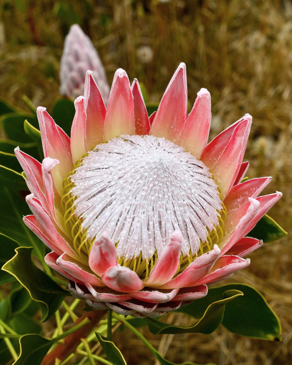 At once spiky & delicate, #King #protea or cynaroides have evolved to survive in the harsh S. African climate, while attracting pollinators at the same time. Obviously, a very compatible combo as these blooms are some of the most #ancientflowers, evolving 100 million+ years ago.