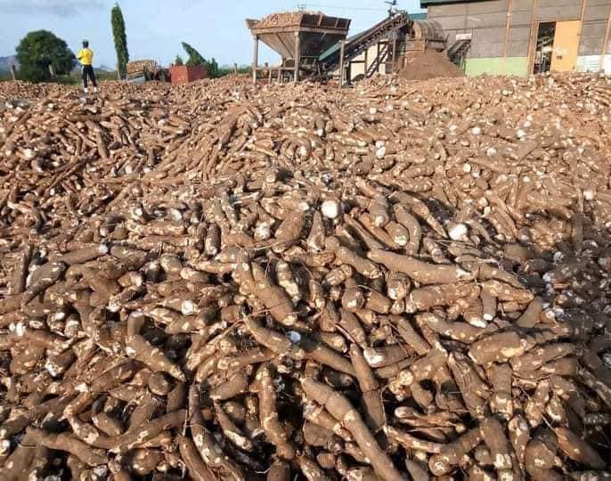 Meet Nigeria's Queen of Cassava, Oluyemisi Iranloye has established Africa's largest cassava processing factory in Nigeria. It operates 8,000 hectares and a network of 6,000 farmers. Its factory produces 35,000 tones of starch and cassava flour per year. It is important to…
