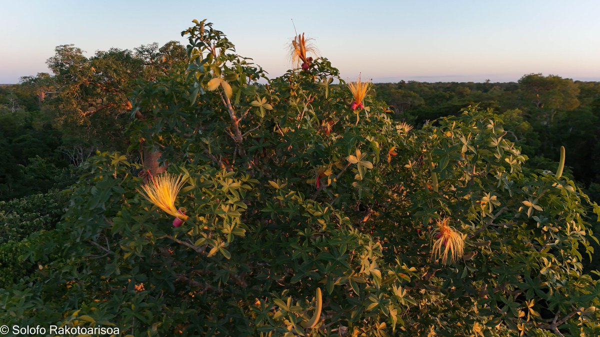 RseSolofo's tweet photo. #Adansonia rubrostipa #baobabs flowers in the sunrise #Menabe W #Madagascar https://t.co/JoJzkijFB3