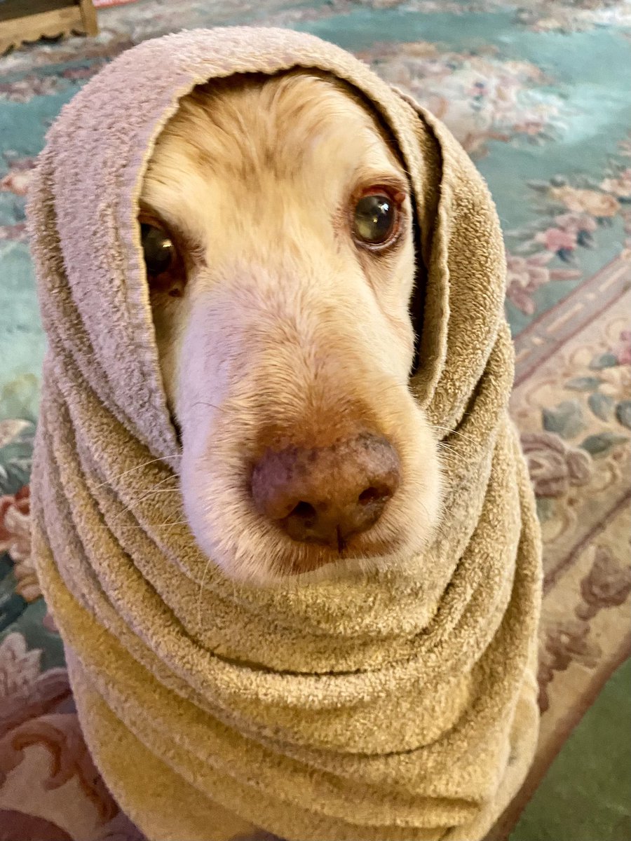 SpanielsSuper's tweet photo. Every time I pop into the garden I need a #TowellyTime
I keep going into the garden โฆ..because I love #TowellyTime
Mum is muttering something about it being a #FullTimeOccupation ๐คฃ๐คฃ
I love being rubbed & wrapped up in a towel
Just call me #ObiWanRonnie https://t.co/kh4UcTOsTu