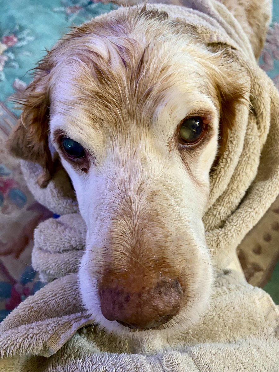 SpanielsSuper's tweet photo. Every time I pop into the garden I need a #TowellyTime
I keep going into the garden โฆ..because I love #TowellyTime
Mum is muttering something about it being a #FullTimeOccupation ๐คฃ๐คฃ
I love being rubbed & wrapped up in a towel
Just call me #ObiWanRonnie https://t.co/kh4UcTOsTu