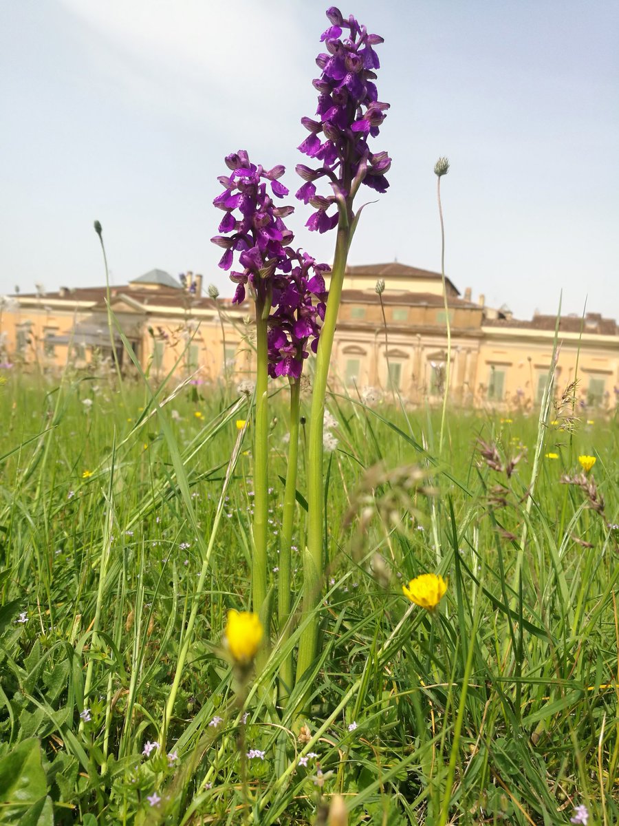 La primavera sboccia sui prati del Giardino di #Boboli! Il 20 aprile visita guidata al prezioso patrimonio di #orchidee spontanee 👉 uffizi.it/visite-special…