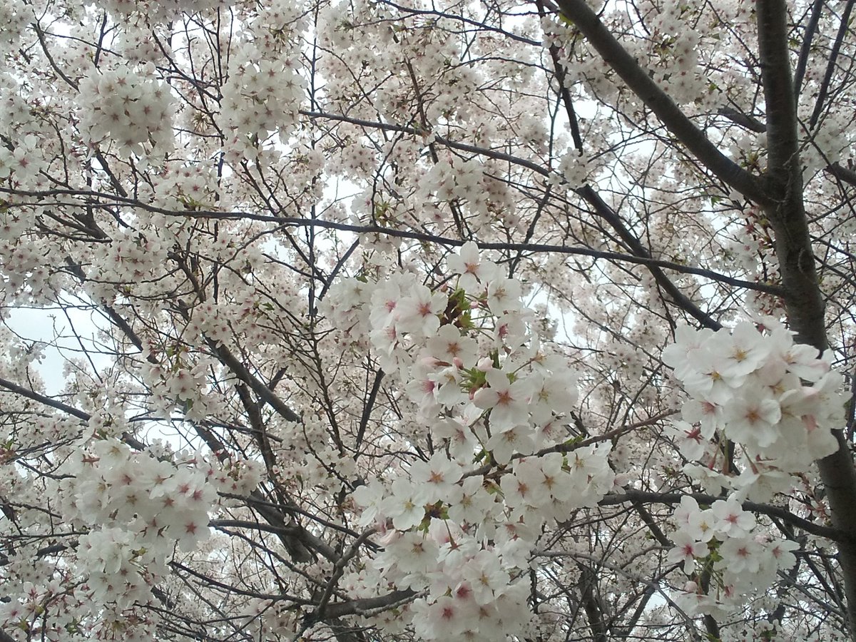 「ベンチで作業してたら風がふくたびに吹雪のように桜が降ってきた 」|赤夏 5/5comitiaさ11bのイラスト