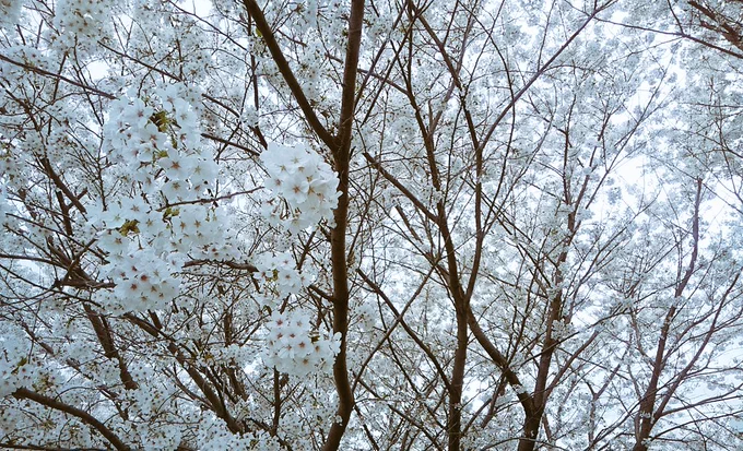 ベンチで作業してたら風がふくたびに吹雪のように桜が降ってきた 