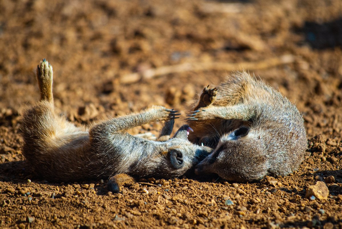 1184
#photography #nature #naturephotography #wildlife #wildlifephotography #baby #meerkats #playfighting #desert