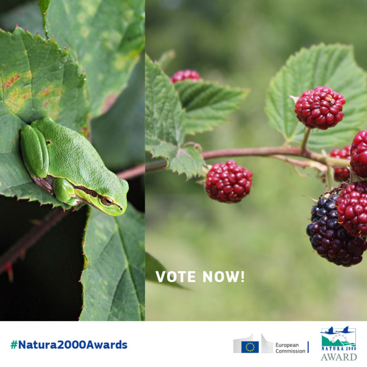 🏆 Have you heard of the European Natura 2000 Award?

The Award honours distinction in the management of Natura 2000 sites 👏

Choose the initiative that better protects EU’s #biodiversity and #sustainablemanagement  by expressing your vote here 👉 bit.ly/431rFFc