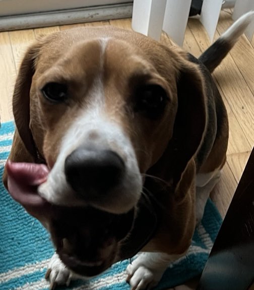 Happy #TongueOutTuesday from Bagel The Beagle! 👅🥯🐶 #TOT #beagle #beagles #beaglesoftwitter #dog #dogs #dogsoftwitter #PAPups #DogsOfPA #DogsOfPennsylvania #PABeagles #houndsoftwitter #DogCommunity #CoopTroop