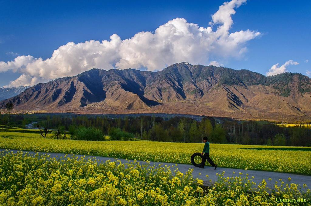 In every blossom, a promise of new beginnings. Experience the magic of spring in J&K!
#jktourism #BlossomInKashmir #spring #JammuKashmir #mustard #fields 
@MudgalYasha @diprjk