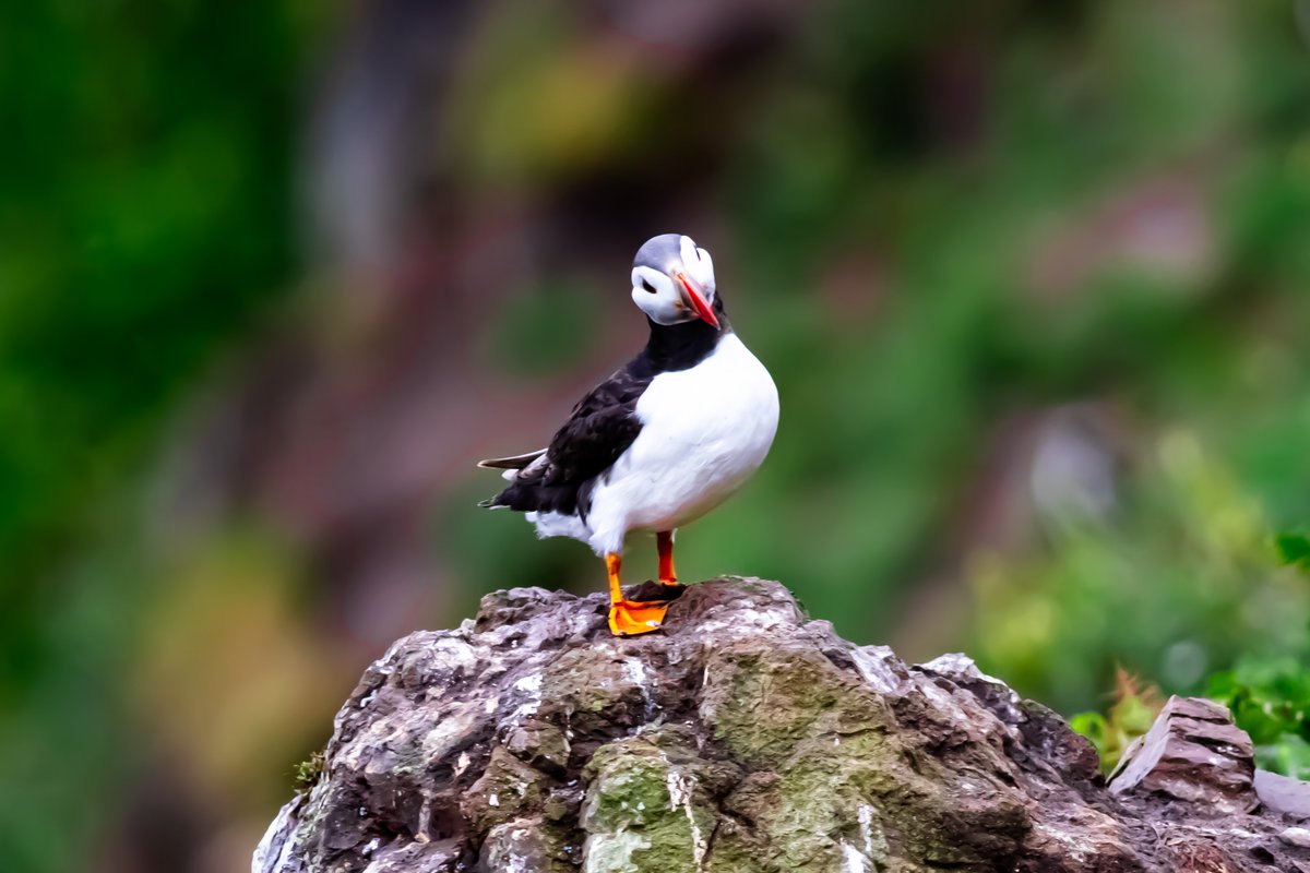 2868 - Curious
#photography #animal #bird #wildlife #Nature #Puffin #outdoors #cute #skomerisland #skomerislandpuffin