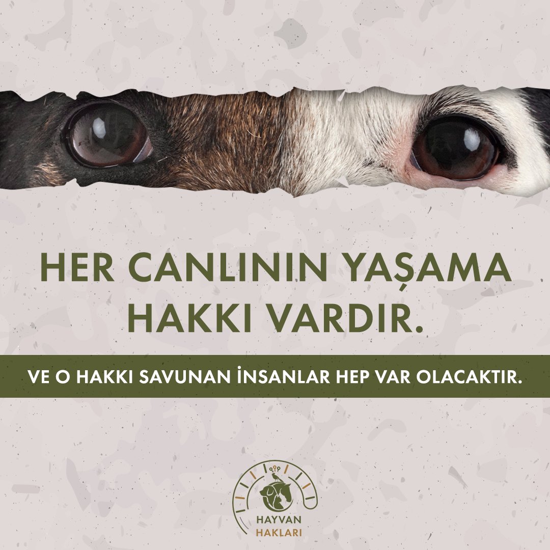 Her canlının yaşama hakkı vardır.
Ve o hakkı savunan insanlar hep var olacaktır.

#HayvanHakları #HayvanHaklarıAnayasayası #hayvanhaklarıorgtr #Hayhakorgtr