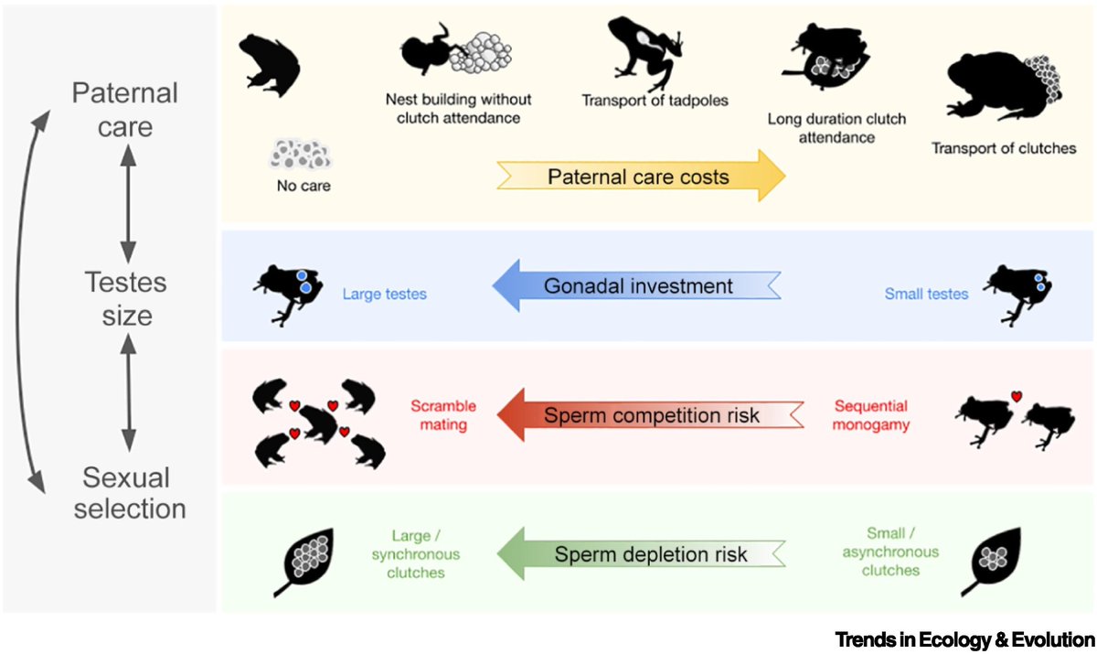 Bibiana Rojas tweet media