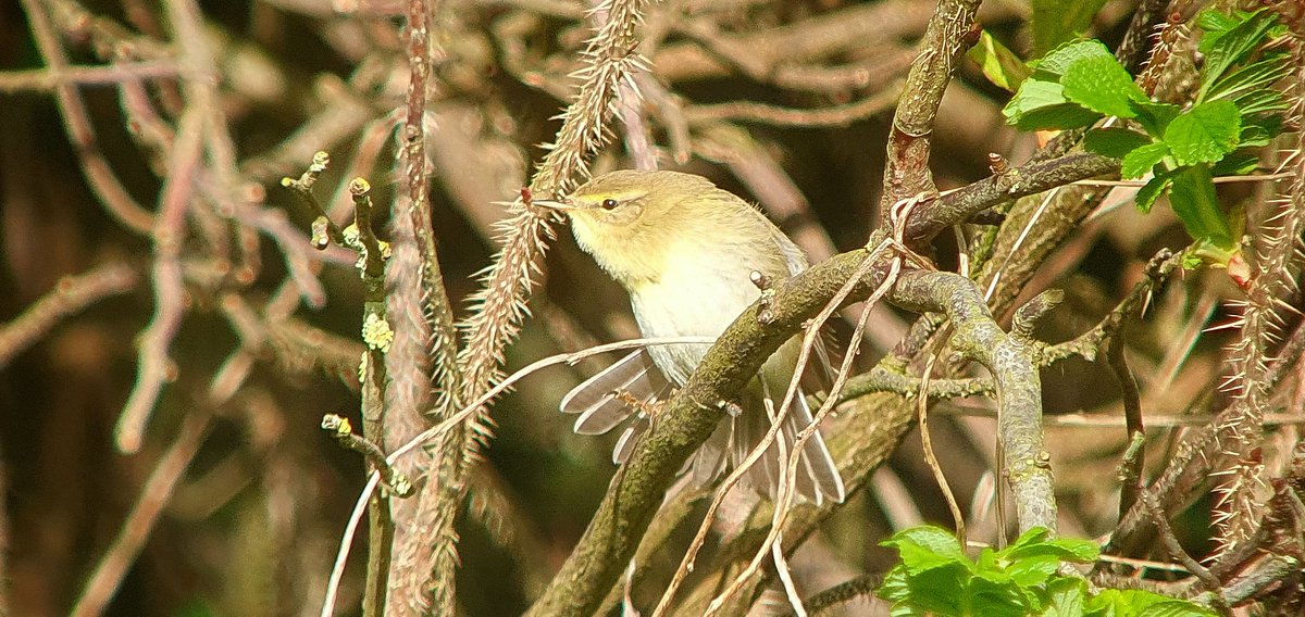 New arrivals of migrants at castle hill this morning featured 9 willow warbler, 15 blackcap, 5 wheatear and a ring ouzel. Flying south a tree pipit, and hanging on the great northern diver, a redwing and a brambling