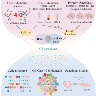 New! Online now: An integrated multi-omics analysis reveals osteokines involved in global regulation dlvr.it/T5GpGr