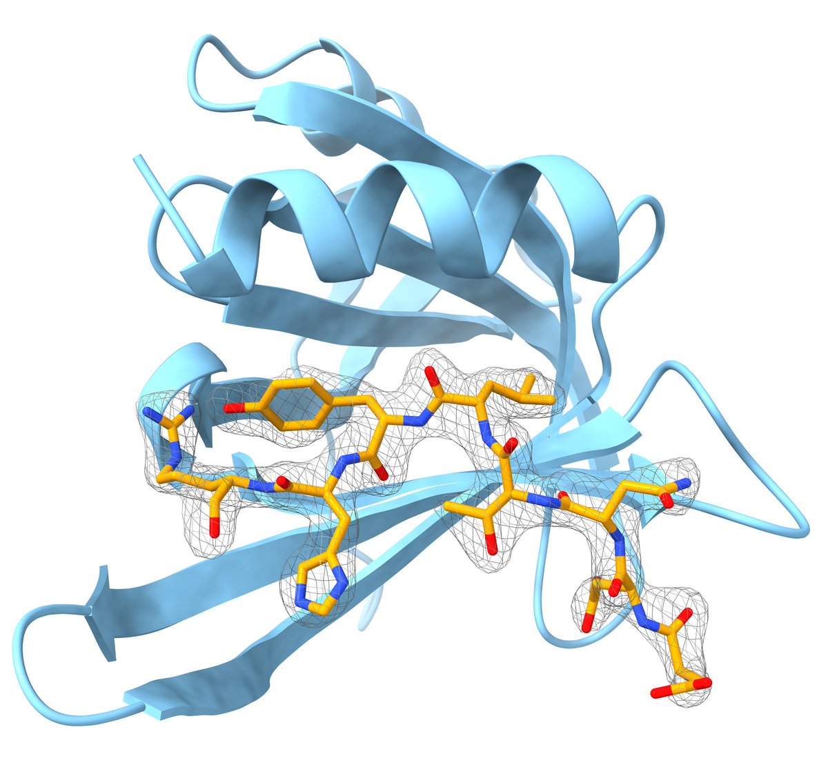 Excited to finally see this in print!

Identification of a new sorting signal required for cargo dependent vesicle tethering at the Golgi.

A fantastic collaboration with <a href="/JeromeCO/">Jérôme Cattin Ortolá PhD</a>  and the Munro lab at <a href="/CellBiol_MRCLMB/">MRC-LMB Cell Biology</a> 

science.org/doi/10.1126/sc…