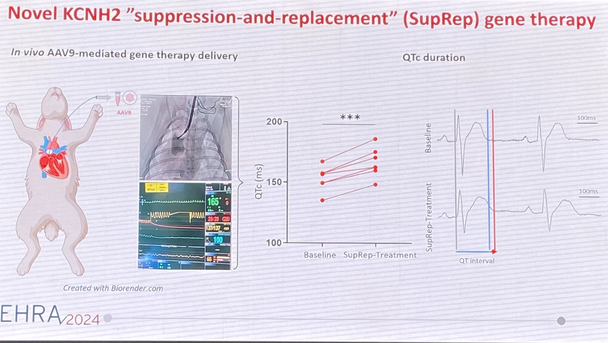 CONGRATS 🎊🍾🎉🎈to ⁦@sarandanimani⁩ on WINNING 🥇 the #EHRA2024 Young Investigator Award for her work using our ⁦@MayoClinic⁩ ⁦@MayoClinicCV⁩ KCNH2 #gene #therapy to treat Prof Odening’s ⁦@OdeningLab⁩ rabbits w/ Short QT Syndrome 1. STRONG WORK 🤗👍💪