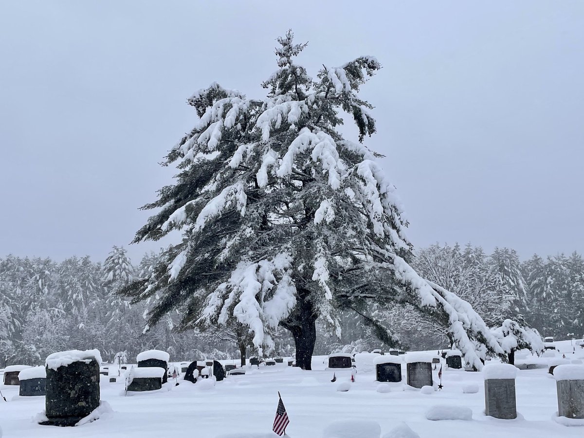 Spotting one existential-ass tree, after an April blizzard in the Adirondacks