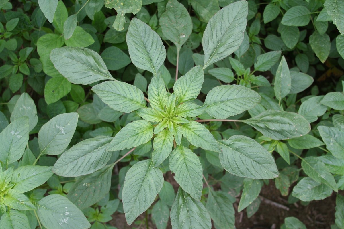 NCWeedScience's tweet image. Palmer amaranth is the winner of the 2024 NCWSS Weed Tournament!   This dominate weed reigns supreme!   Thank you to all that participated!
