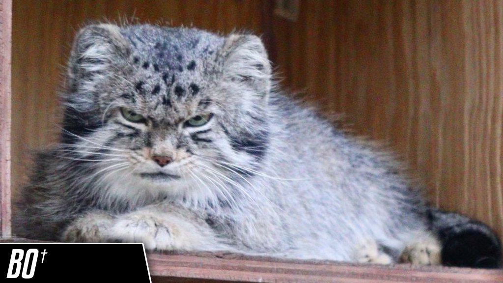 DailyMantle tweet media