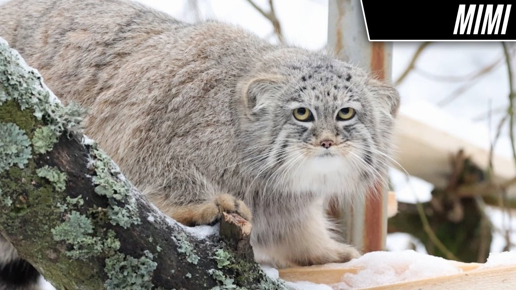 DailyMantle tweet media