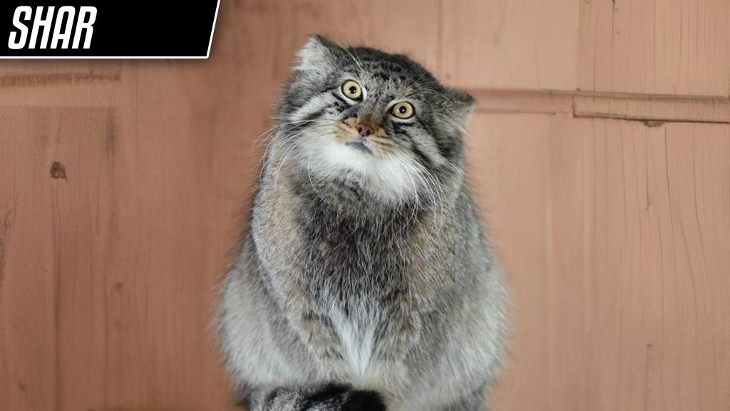 DailyMantle tweet media