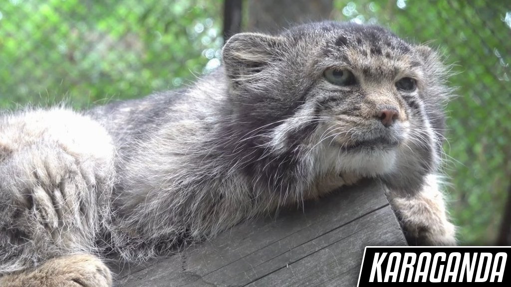 DailyMantle tweet media