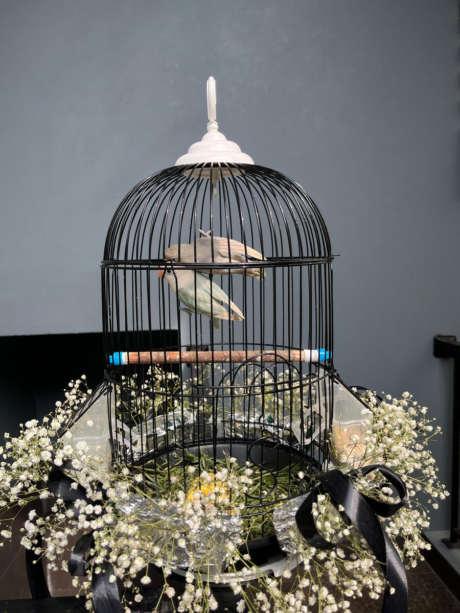 We urge the public not to send Eid parcels in the form of caged birds. Birds live in the wild, not in cages.