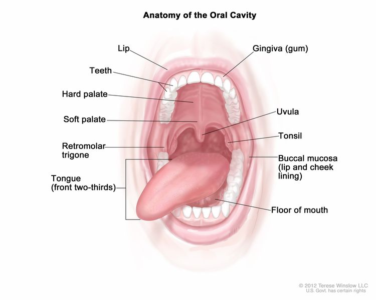 Head and neck cancers include cancers in the larynx, throat, lips, mouth, nose, and salivary glands. Here is our expert-reviewed summary on reducing the risk of some of these cancers: spr.ly/6011wKasc #CancerPreventionandEarlyDetectionMonth #OralCancerAwareness #HNCSM