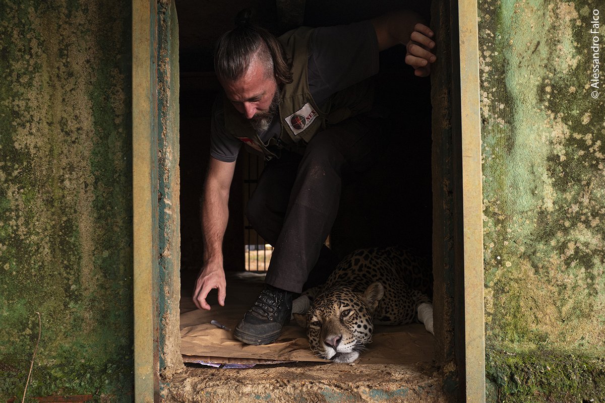 NHM_WPY's tweet photo. “Amanaci, an adult female jaguar, awakes after receiving an experimental stem cell treatment for her paws that were burnt by wildfires in Pantanal.”

Don’t miss out on this week’s #WPY59 Instagram guest, documentary photographer Alessandro Falco https://t.co/kZPr8o0eHf https://t.co/D5f8WHrZOW