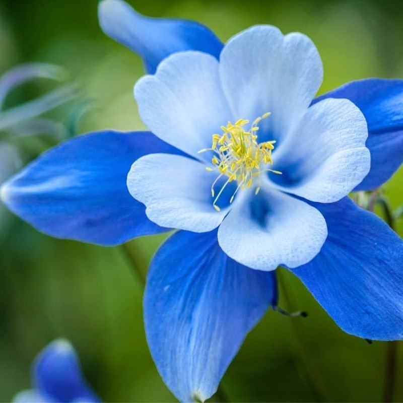 Thank you to apprentices from Greener Communities @EastAyrshire who have transformed the areas around our Hub. A wildflower seed mix was planted to our raised shrub beds: ‘Super Blue Bee’ & the yellow of ‘Hypericum spp’ which will produce a vibrant blue & yellow bloom!🌺