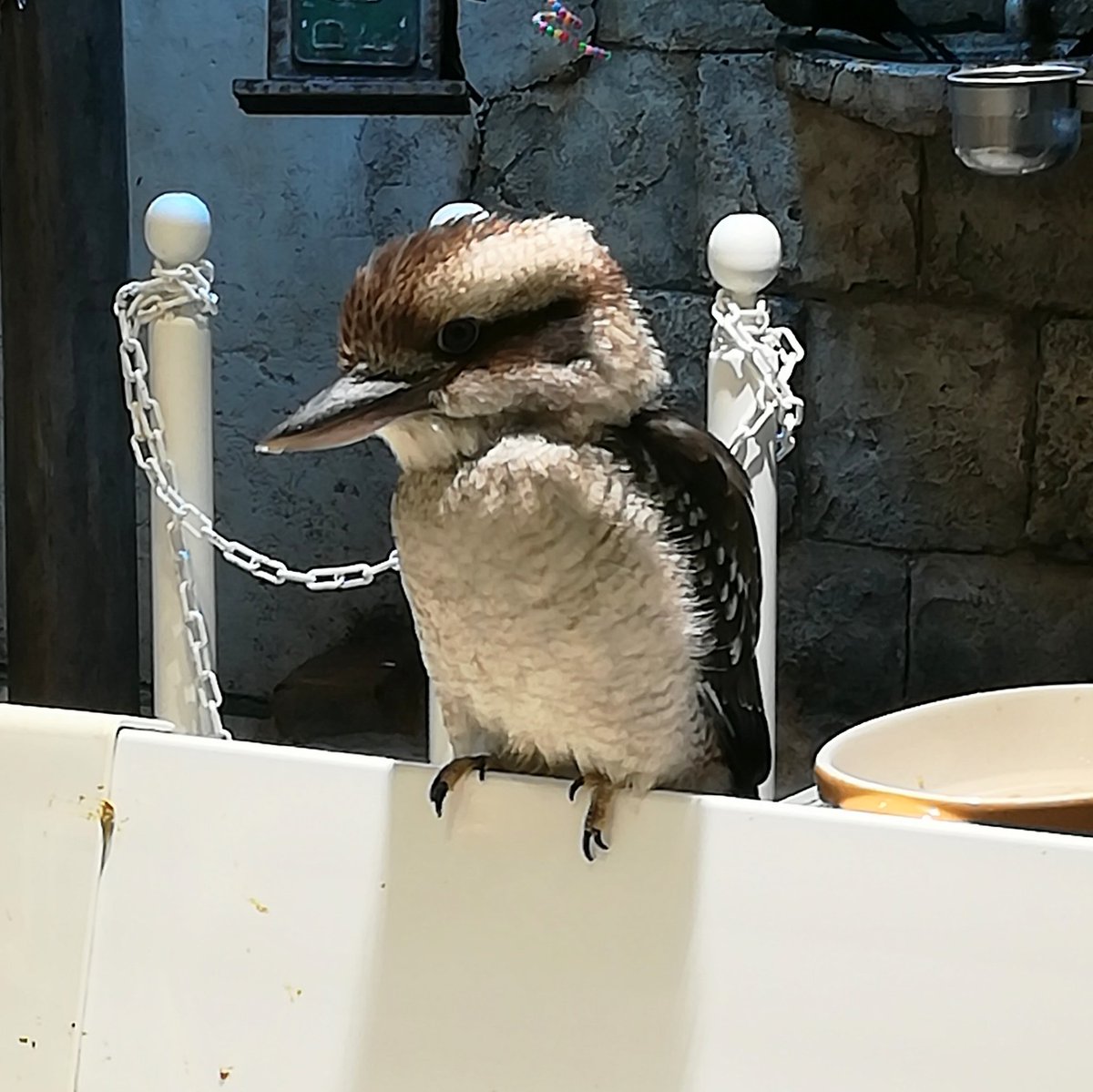 BirdWatcher とり tweet media